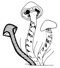 Se muestran de manera sumamente clara, tres fases del descenso del anillo.