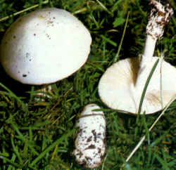 Se puede confundir con la Amanita phalloides con sombrero blanco, ilustrada en la foto. Ésta, sin embargo, no tiene festón en el margen del sombrero y en la etapa de huevo es más estrecha arriba y ancha abajo.