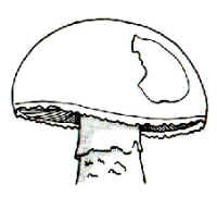 un detalle que pone en evidencia el margen festonado del sombrero.