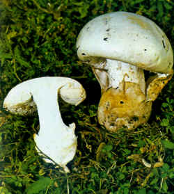 Se puede confundir con la Amanita phalloides con sombrero blanco, ilustrada en la foto. Ésta, sin embargo, no tiene festón en el margen del sombrero y en la etapa de huevo es más estrecha arriba y ancha abajo.