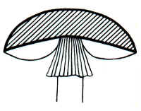 Se muestra el origen de las estrías sobre el anillo caído, generadas en las aristas de las laminillas.