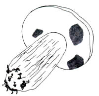 En el dibujo, se muestra la tendencia del himenio a mancharse de azul cuando se toca.