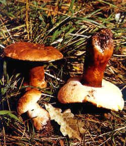 La seta comparada: En la foto se comparan Boletus castaneus con su compañero de grupo, Boletus cyanescens, de características muy similares pero con la carne que al corte se vuelve azul.