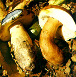 La seta comparada: En la foto se comparan Boletus castaneus con su compañero de grupo, Boletus cyanescens, de características muy similares pero con la carne que al corte se vuelve azul.