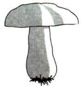 En el dibujo, se pone en evidencia el aspecto del pie y del sombrero con superficie rugosa y brillante.