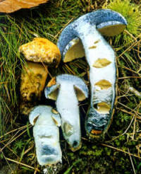 Variantes de la especie: En la ilustración se presentan algunos ejemplares no seccionados, con el color blanco del himenio que muestra indicios de mancharse de azul y el pie y el sombrero con el color ocre característico.