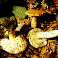 Variantes de la especie: En la ilustración se presentan algunos ejemplares no seccionados, con el color blanco del himenio que muestra indicios de mancharse de azul y el pie y el sombrero con el color ocre característico.