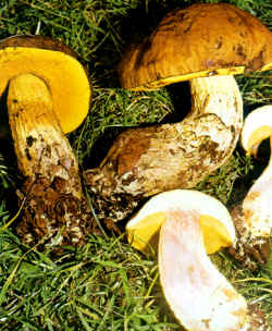 Comparación: Aquí se compara con B. scaber que puede adquirir un tamaño similar, pero que se diferencia por el color del himenio que no es amarillo, sino grisáceo como en todos los demás Leccinum. B. crocipodius y B. corsicus, son los únicos que presentan poros y tubos claramente amarillos.