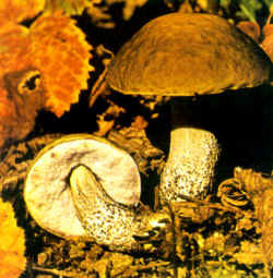 Comparación: Aquí se compara con B. scaber que puede adquirir un tamaño similar, pero que se diferencia por el color del himenio que no es amarillo, sino grisáceo como en todos los demás Leccinum. B. crocipodius y B. corsicus, son los únicos que presentan poros y tubos claramente amarillos.