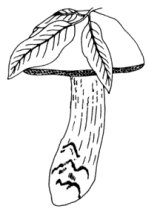 En el dibujo, se marca esquemáticamente la presencia de las hojas del acebo, significativas, a los efectos de indicar su hábitat preferido.