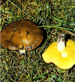 Variantes de la especie: La ilustración muestra un ejemplar con el sombrero que tiene el margen levantado y pone en evidencia la forma puntiaguda del pie, y el color rosado de la base de éste.