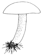 En el dibujo, se indica la marcada granulación sobre el pie y las hifas micelares en la base del mismo, que en esta especie son de color rosado.