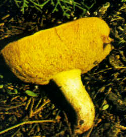 Variantes de la especie: La ilustración muestra un ejemplar con el sombrero que tiene el margen levantado y pone en evidencia la forma puntiaguda del pie, y el color rosado de la base de éste.