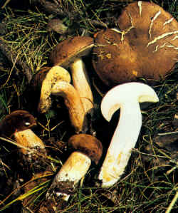 Detalles del carpóforo: Obsérvese con atención el aspecto de la superficie himenial y el color amarillo de los poros y su forma poligonal, muy variables en tamaño aún en un mismo ejemplar.