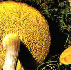 Detalles del carpóforo: Obsérvese con atención el aspecto de la superficie himenial y el color amarillo de los poros y su forma poligonal, muy variables en tamaño aún en un mismo ejemplar.