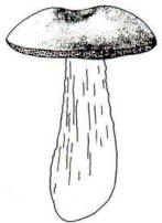 En el dibujo, se muestra el característico aspecto aterciopelado de la superficie del sombrero.