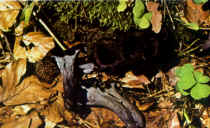 Cantharellus (craterellus) cornucop.