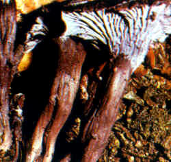 Se puede confundir con C. cinereus, también de color oscuro, pero que presenta un himenio con más nervaduras y que despide un olor más definido, como de ciruela.