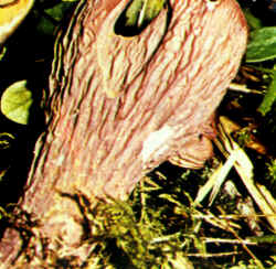 La seta en detalle: Puede observarse la superficie himenial constituida a base de nervaduras gruesas que pueden asemejarse a los pliegues de una Clavaria truncata a la cual se parece en su aspecto general.