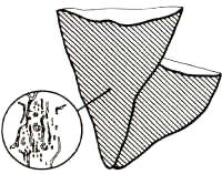 En el dibujo, se muestra cómo puede ser fácilmente invadida por larvas.