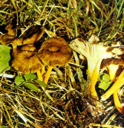 Se puede confundir con otras especies similares, muy raras y no bien conocidas, como la de la ilustración donde se ven algunos ejemplares de Cantharellus melanoxeros, que de adulta se tiñe de negro en toda la superficie himenial.