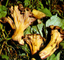 Se puede confundir con otras especies similares, muy raras y no bien conocidas, como la de la ilustración donde se ven algunos ejemplares de Cantharellus melanoxeros, que de adulta se tiñe de negro en toda la superficie himenial.