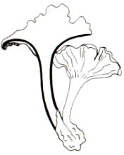 En el dibujo, se presenta un carpórforo seccionado donde se ve claramente la cavidad del pie.