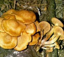 La seta comparada: La especie se compara aquí con ejemplares de Armillariella mellea, en los cuales se nota la presencia del anillo. Armillariella mellea además, puede tener un color distinto. Clitocybe tabescens no presenta una gama tan amplia de colores.