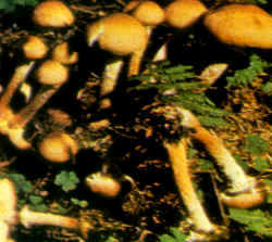 La seta comparada: La especie se compara aquí con ejemplares de Armillariella mellea, en los cuales se nota la presencia del anillo. Armillariella mellea además, puede tener un color distinto. Clitocybe tabescens no presenta una gama tan amplia de colores.