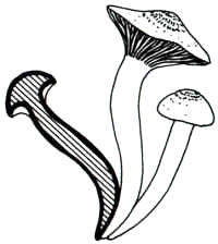 En el dibujo, se presentan dos momentos del desarrollo de esta seta con la carencia evidente de anillo sobre el pie.