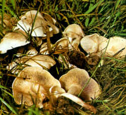 Comparación: Se muestra un círculo formado por Cl. cándida, seta blanca de grandes dimensiones que forma, como Cl. caespitosa, "círculos de las brujas". En los lugares donde ha crecido, el terreno carece de vegetación pero, donde el micelio se encuentran en actividad, la hierba crece de un verde más intenso.