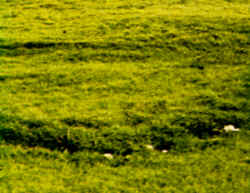 Comparación: Se muestra un círculo formado por Cl. cándida, seta blanca de grandes dimensiones que forma, como Cl. caespitosa, "círculos de las brujas". En los lugares donde ha crecido, el terreno carece de vegetación pero, donde el micelio se encuentran en actividad, la hierba crece de un verde más intenso.