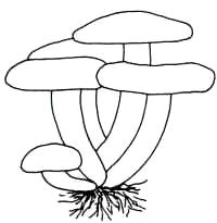 En el dibujo, se ha puesto en evidencia el modo cespitoso de crecer de esta especie.