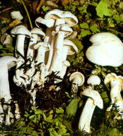 Comparación: La especie se compara con Clitocybe conglobata, que tiene las mismas características de color que Clitocybe cinerascens, pero que presenta a los individuos reunidos en una sola cepa carnosa, muchas veces más grande que los carpóforos a los que sirve de base. Óptima como comestible.