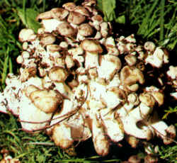 Comparación: La especie se compara con Clitocybe conglobata, que tiene las mismas características de color que Clitocybe cinerascens, pero que presenta a los individuos reunidos en una sola cepa carnosa, muchas veces más grande que los carpóforos a los que sirve de base. Óptima como comestible.