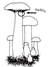 En el dibujo, se muestra la forma particular de los pies y se indica la zona (las láminas) que mejor reacciona a la prueba química.