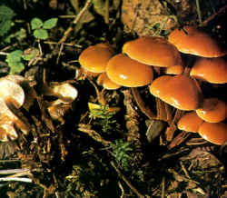 Detalles del carpóforo: Se presentan diversos ejemplares donde se ve claramente su crecimiento sobre la madera. Generalmente no crece sobre plantas vivas, sino sobre restos leñosos aislados o que constituyen el tocón de un árbol cortado o muerto.