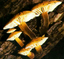 Detalles del carpóforo: Se presentan diversos ejemplares donde se ve claramente su crecimiento sobre la madera. Generalmente no crece sobre plantas vivas, sino sobre restos leñosos aislados o que constituyen el tocón de un árbol cortado o muerto.