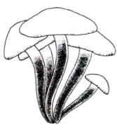 En el dibujo, se ha esquematizado una pequeña mata donde se nota el pie aterciopelada.