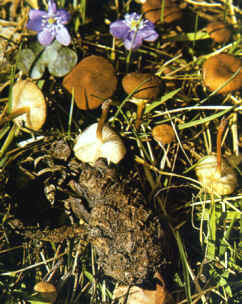 Se puede confundir con Collybia esculenta, especie próxima de la que, a simple vista, sólo se diferencia porque ésta última crece bajo el abeto rojo. Por lo demás, excluyendo las características microscópicas, la diferenciación sería muy difícil.