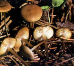 Se puede confundir con Collybia esculenta, especie próxima de la que, a simple vista, sólo se diferencia porque ésta última crece bajo el abeto rojo. Por lo demás, excluyendo las características microscópicas, la diferenciación sería muy difícil.