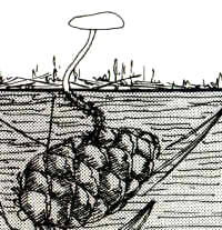 En el dibujo, se ha representado la prolongación del pie que termina bajo tierra, en la piña.
