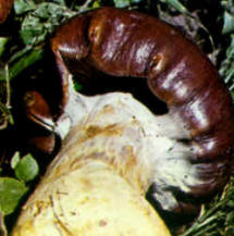 Detalles del carpóforo: Esta ilustración pone bien en evidencia que el color puede tener tonalidades violetas; además se observa el margen con arrugas y también la tonalidad blanco-violeta que presenta corrientemente la cortina.