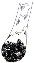 En el dibujo, se indica la forma de la parte inferior del pie, con evidentes restos del velo principal que pueden darle aspecto jaspeado.