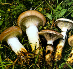 Gomphidius glutinosus