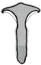 En el dibujo, se indica el color amarillo de la carne en la base del pie, característica común a casi todas las especies de Gomphidius, y la película glutinosa que recubre el sombrero y el pie.