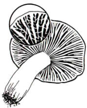 En el dibujo, se ha querido representar en detalle la principal característica de esta especie: las laminillas unidas por detrás con nervaduras transversales.