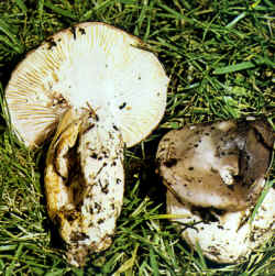 La seta comparada: La especie se compara con H. marzuolus, el cual se presenta sólo en primavera; por lo tanto, la estación de crecimiento es suficiente para evitar un error de determinación. Por otra parte, carece completamente de glutina. Se asemejan, solamente, en el color y en el aspecto.