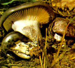 La seta comparada: La especie se compara con H. marzuolus, el cual se presenta sólo en primavera; por lo tanto, la estación de crecimiento es suficiente para evitar un error de determinación. Por otra parte, carece completamente de glutina. Se asemejan, solamente, en el color y en el aspecto.