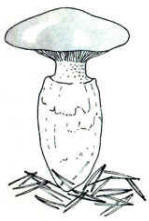 En el dibujo, se aprecia su crecimiento bajo pinos. Además su tamaño es mayor entre las de aspecto semejante.